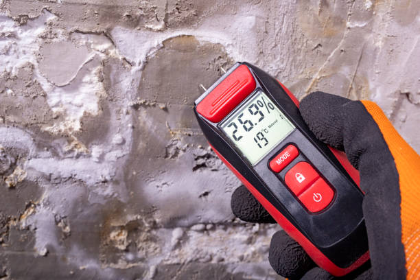 Best Black Mold Remediation in Pine Crest, TN