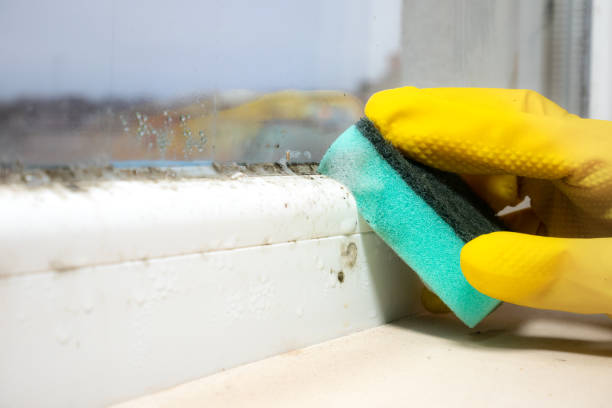 Professional Mold Remediation in Pine Crest, TN